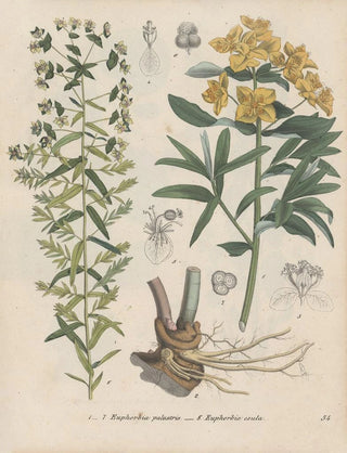 Friedrich Berge - GiftpflanzenBuch Pl54.webp