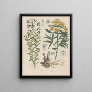 Friedrich Berge - GiftpflanzenBuch Pl54.webp