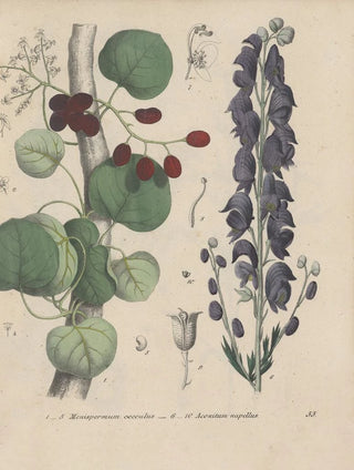 Friedrich Berge - GiftpflanzenBuch Pl55.webp