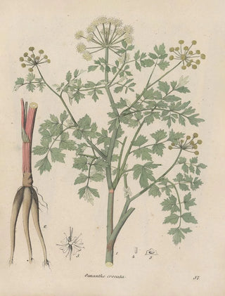 Friedrich Berge - GiftpflanzenBuch Pl57.webp