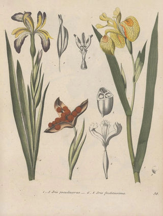 Friedrich Berge - GiftpflanzenBuch Pl58.webp