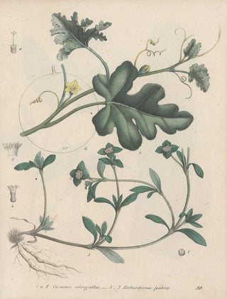 Friedrich Berge - GiftpflanzenBuch Pl59.webp