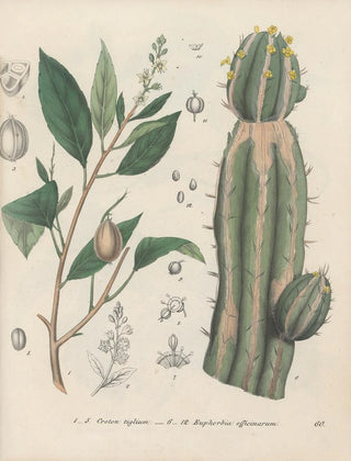 Friedrich Berge - GiftpflanzenBuch Pl60.webp