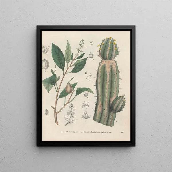 Friedrich Berge - GiftpflanzenBuch Pl60.webp