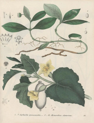Friedrich Berge - GiftpflanzenBuch Pl61.webp