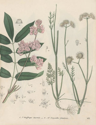 Friedrich Berge - GiftpflanzenBuch Pl62.webp