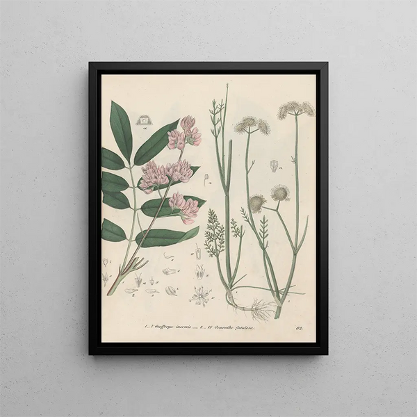 Friedrich Berge - GiftpflanzenBuch Pl62.webp