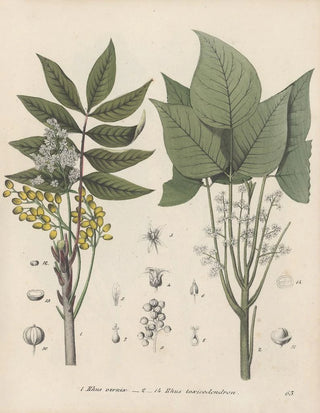 Friedrich Berge - GiftpflanzenBuch Pl63.webp