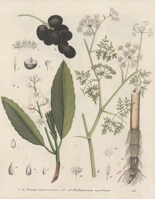 Friedrich Berge - GiftpflanzenBuch Pl64.webp