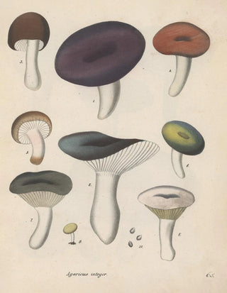 Friedrich Berge - GiftpflanzenBuch Pl65.webp
