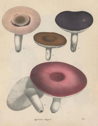Friedrich Berge - GiftpflanzenBuch Pl66.webp