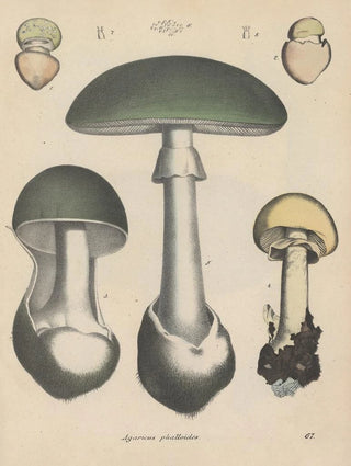 Friedrich Berge - GiftpflanzenBuch Pl67.webp
