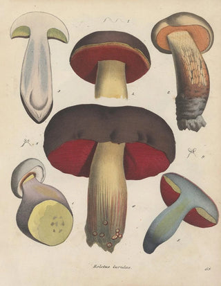 Friedrich Berge - GiftpflanzenBuch Pl68.webp