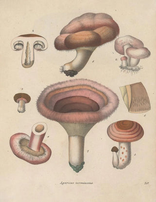 Friedrich Berge - GiftpflanzenBuch Pl70.webp