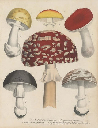 Friedrich Berge - GiftpflanzenBuch Pl72.webp