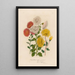 Chrysanthemum indicum armeniacum and 2 Chrysanthemum album tubulosum and 3 Chrysanthemum flavum sulphureum - Gaetano Savi — framed artwork on a wall