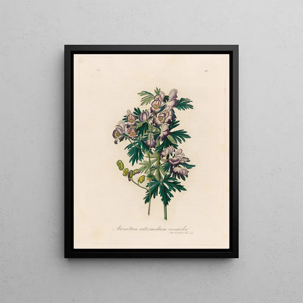 Gaetano Savi - Aconitum intermedium versicolor.webp
