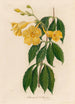 Allamanda cathartica - Gaetano Savi — weergave van het kunstwerk