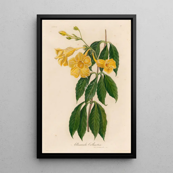 Gaetano Savi - Allamanda Cathartica.webp