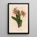 Amaryllis vittata - Gaetano Savi — framed artwork on a wall