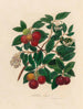 Arbutus unedo - Gaetano Savi — weergave van het kunstwerk