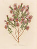 Aster sericeus - Gaetano Savi — weergave van het kunstwerk