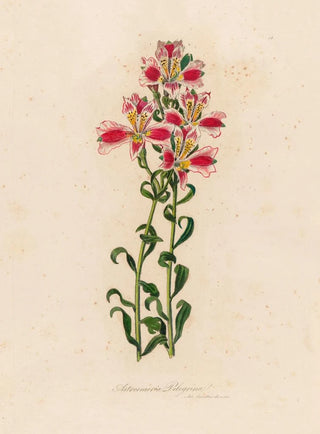 Gaetano Savi - Astroemeria Pelegrina.webp