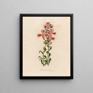 Gaetano Savi - Astroemeria Pelegrina.webp