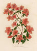 Azalea indica - Gaetano Savi — artwork view