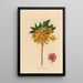 Azalea pontica - Gaetano Savi — ingelijst kunstwerk aan de muur