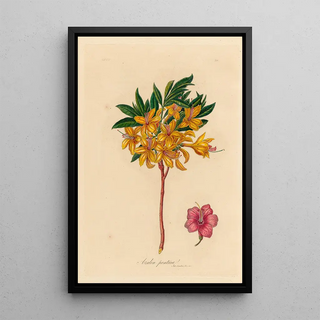 Gaetano Savi - Azalea pontica.webp