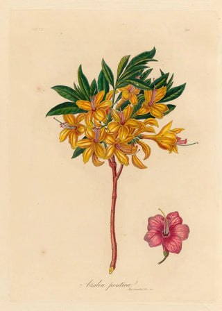 Gaetano Savi - Azalea pontica.webp