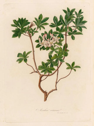 Gaetano Savi - Azalea viscosa.webp