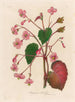 Begonia discolor - Gaetano Savi — artwork view