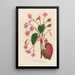 Begonia discolor - Gaetano Savi — framed artwork on a wall