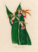 Bletia tankervillae - Gaetano Savi — weergave van het kunstwerk