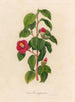 Camellia japonica - Gaetano Savi — weergave van het kunstwerk