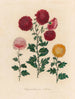 Chrysantheem indica - Gaetano Savi — weergave van het kunstwerk