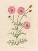Cosmos bipinnatus - Gaetano Savi — weergave van het kunstwerk
