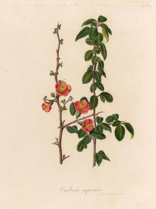 Gaetano Savi - Cydonia japonica.webp