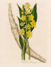 Cyrtopodium glutiniferum - Gaetano Savi — weergave van het kunstwerk