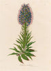 Echium candicans - Gaetano Savi — weergave van het kunstwerk