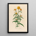 Elichrysum bracteatum - Gaetano Savi — ingelijst kunstwerk aan de muur