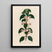 Eranthemum bicolor - Gaetano Savi — framed artwork on a wall