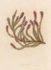 Erica carnea - Gaetano Savi — weergave van het kunstwerk