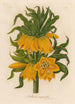 Fritillaria imperialis - Gaetano Savi — weergave van het kunstwerk