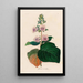 Gloxinia maculata - Gaetano Savi — ingelijst kunstwerk aan de muur