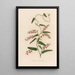 Glycine bimaculata - Gaetano Savi — ingelijst kunstwerk aan de muur