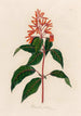 Hamelia patens - Gaetano Savi — weergave van het kunstwerk