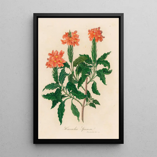 Gaetano Savi - Harrachia Speciosa.webp